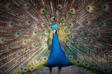 Obraz premium Magnificent Peacock 