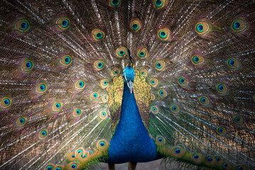Obraz premium Magnificent Peacock 