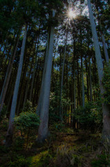 Fototapeta premium 晴れた日の森