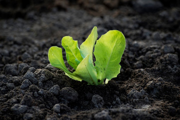 Lettuce seedling in garden. Gardening concept photo.
