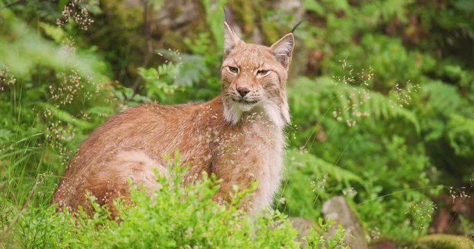 Lynx sitting in forest