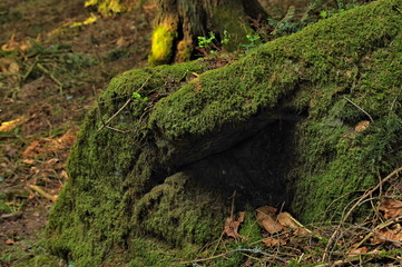 Out and about in the Black Forest