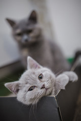 Two grey kittens of the British breed are sitting in a box