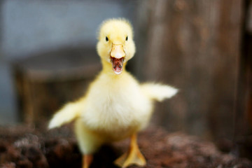 Portrait of a cute yellow duckling. Domestic bird