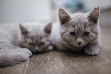 Two grey British kittens are lying on the floor
