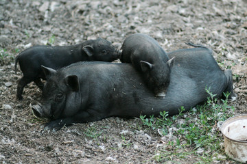 Vietnamese black bast-bellied pig. Herbivore pigs a