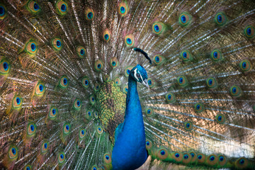 Obraz premium Magnificent Peacock 