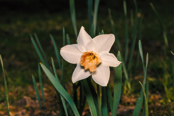 spring daffodils 