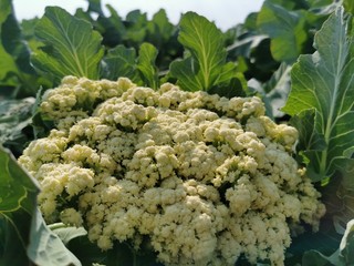 cauliflower in the field, Bio Blumenkohl im Feld 