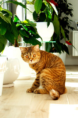 a beautiful ginger cat seating on the floor near the houseplants