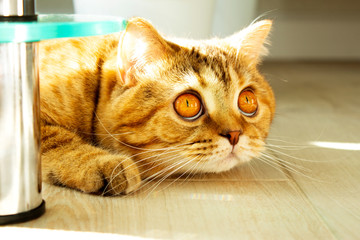 a funny ginger cat lying on the floor hiding from owners
