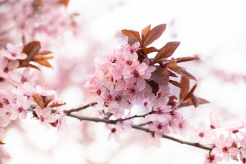 A sprig of Japanese cherry blossoms in pink on a blurred bokeh background