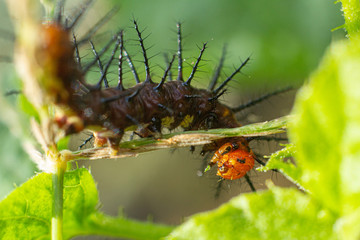 worm in garden of thailand