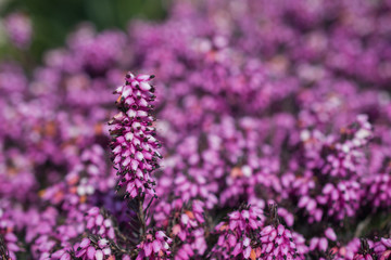 A close view of pink blooming heather (erica) on the spring rock garden