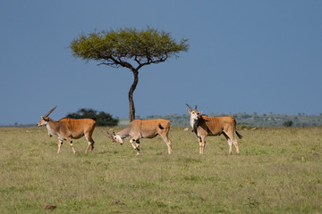 Naklejka na ściany i meble three Eland Antelopes in the Masai Mara landscape