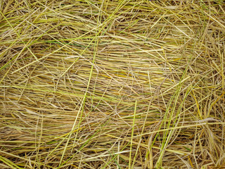 background of dry rice straw in vintage 