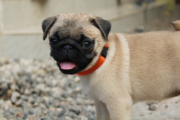 Obraz premium Golden Pug Dog