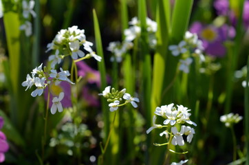 Hintergrund Frühlingswiese