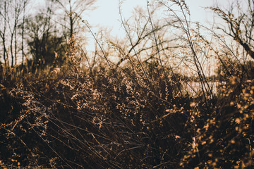 Fototapeta premium Field of dry wild spikes backlit with warm setting sun