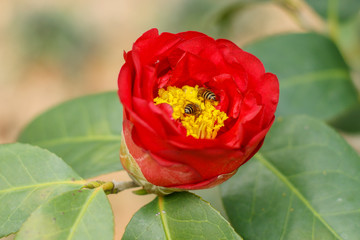 Camellia in full bloom in summer