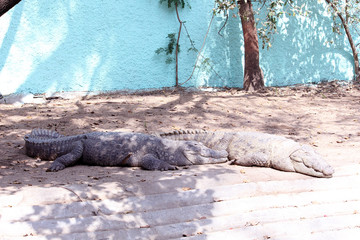 Australian saltwater crocodile resting