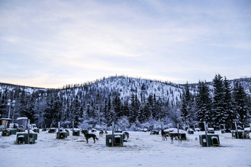 Sled dogs in Alaska