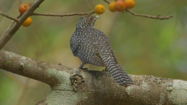 A Indian Koel Female sitting on a Fig Tree with orange Figs trying to find out which is the ripe one to eat in India