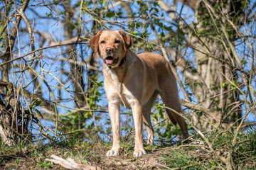 labrador