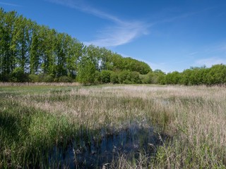Typical landscape of the Salburua Wetlands on a sunny day spring, Vitoria-Gasteiz, Basque Country, Spain