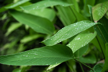 Raindrops on a green leaf. Natural hydration of plants.