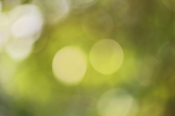 Natural green background with bokeh