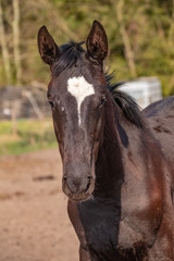 Fototapeta premium Shot of a beautiful young jumping horse head in front, black color