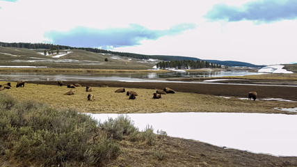 Bison herd on snowy plains at Yellowstone