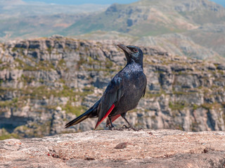 Red Winged Starling high up at the South African landscape