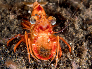Underwater Sea Life, shrimp in Lembeh