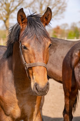 Fototapeta premium Shot of a beautiful young jumping horse head in front, brown color.