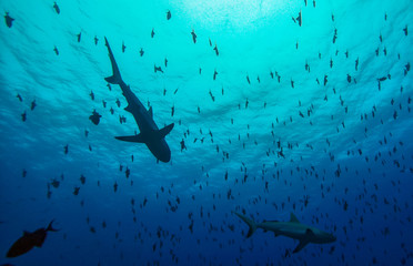 Grey reef sharks, Blue Corner - Palau © jenhung