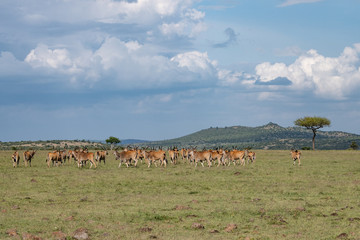 Herd of Eland in the Masai Mara
