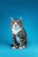 Old Cross breed cat sitting in front of blue background