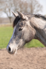 Fototapeta premium Side shot of a beautiful young warm-blood horse. He is listening with his ears perked up. Beautiful grey color.