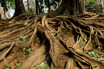 木の根　根っこ　自然　欅　ケヤキ