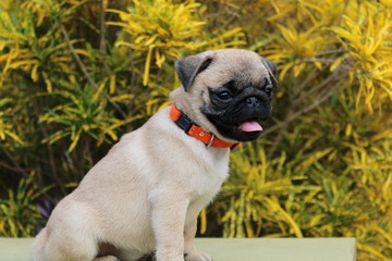 Golden Pug Dog