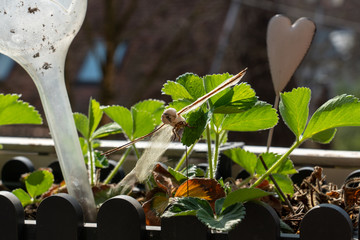 Erdbeerpflanze im Blumentopf