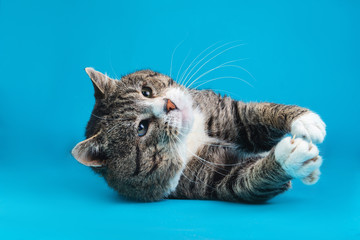 Old Cross breed cat lying of blue background