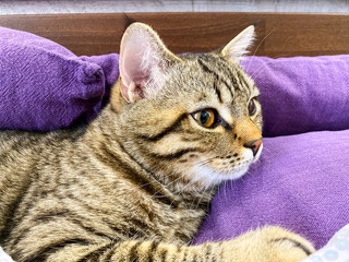 A close-up of a tabby Scottish cat lying / sleeping on pillows covered in a blanket.
