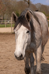 Obraz premium Shot of a beautiful young jumping horse head in front, grey color.