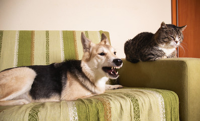 Playful dog and cat on sofa at home