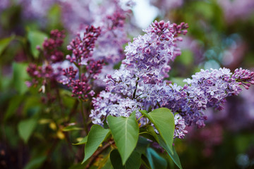 Obraz premium Lilac flowers in blossom. Spring background. 