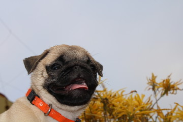 Golden Pug Dog