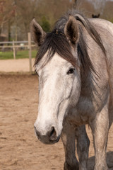 Obraz premium Shot of a beautiful young jumping horse head in front, brown color.